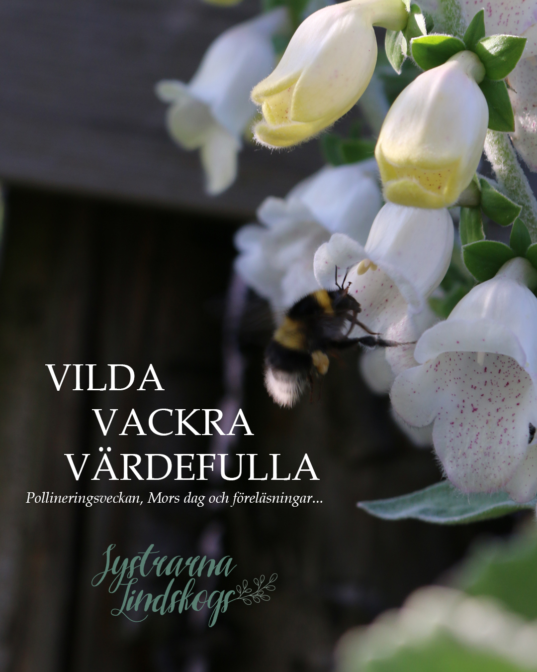 pollineringsveckan2025 kopiera Johanna Lind Bagge - Beauty Box